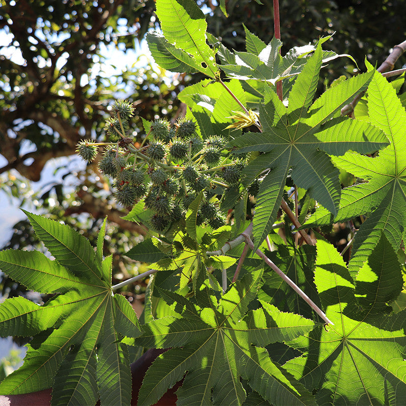 Huile de Ricin Pure – EVASHAIR | Fortifie, stimule la pousse et scelle l’hydratation